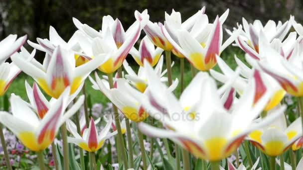 Blumenbeet einer Gruppe weißer rosa Tulpen, die sich im Wind bewegen. Park. Frühling. — Stockvideo