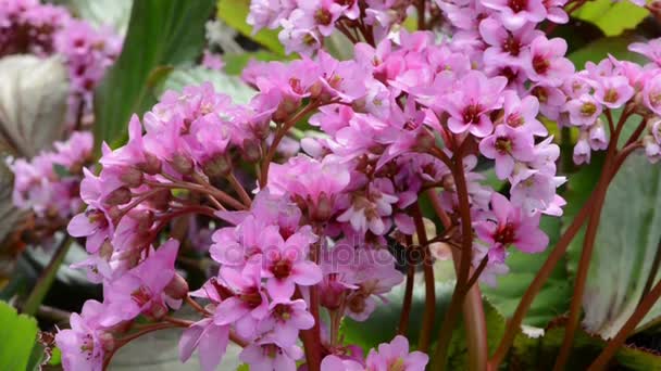 Flor de bergênia na primavera — Vídeo de Stock