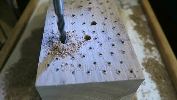 Costruire un rifugio per insetti. fori di perforazione in un tronco d'albero . — Video Stock