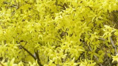 Hor çiçeği bush çiçeği. tam kare.