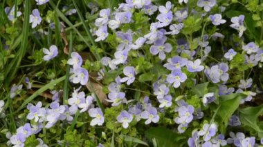 Mavi speedwell çiçek çiçek. olarak da bilinen kuşbakışı göz ve gypsyweed.