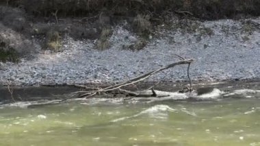 Isar Nehri yanındaki Pullach, dalgaların karaya attığı odun