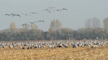 Sonbahar zaman. göç ortak Vinçler için arazi parçalarında sinek.