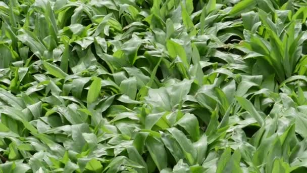 Wild garlic (Ramsons) in springtime. fresh leaves are edible. — Stock Video