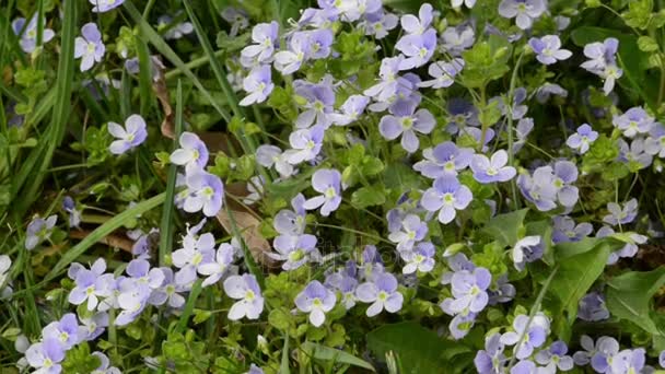 Blå speedwell blomma blommar. även känd som Bird's eye och gypsyweed. — Stockvideo