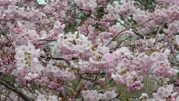 Rosa Fiore di ciliegio in primavera. api che volano — Video Stock