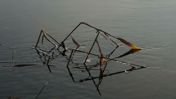 Reed in winter time. Havel river (Brandenburg, Germany) — Stock Video