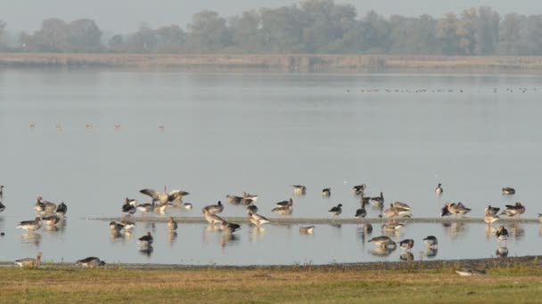 Осенняя миграция птиц серого гуся — стоковое видео