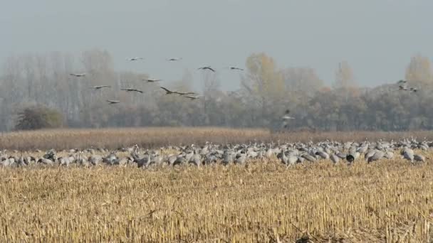 L'automne. grues communes lors de la migration volent vers des parties terrestres plus chaudes . — Video