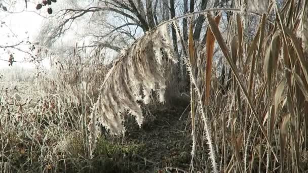 Lengüeta con cristales de escarcha en invierno . — Vídeo de stock