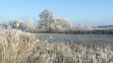 in Rime'ı frost manzara Havel River (Brandenburg - Almanya).