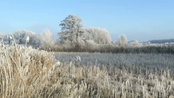 Rime frost krajině na řece Havel (Brandenburg - Německo). — Stock video
