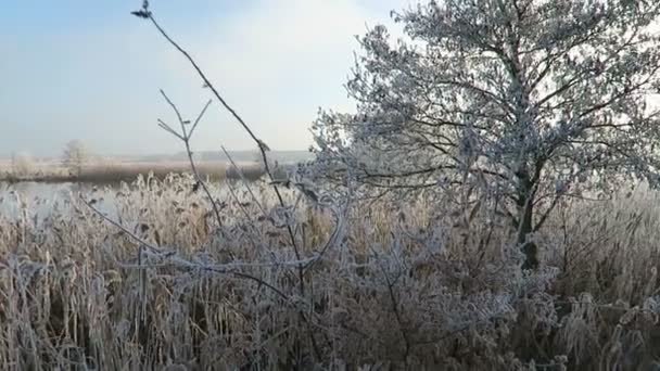 Rime frost landscape at Havel river (Havelland, Brandenburg - Germany). — Stock Video