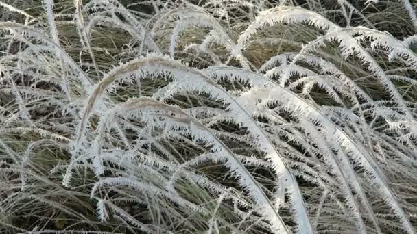 Reed with hoarfrost crystals in winter time. — Stock Video