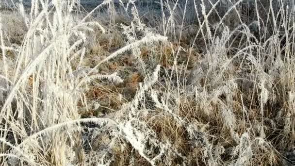 Reed s krystaly jinovatka v zimním období. — Stock video