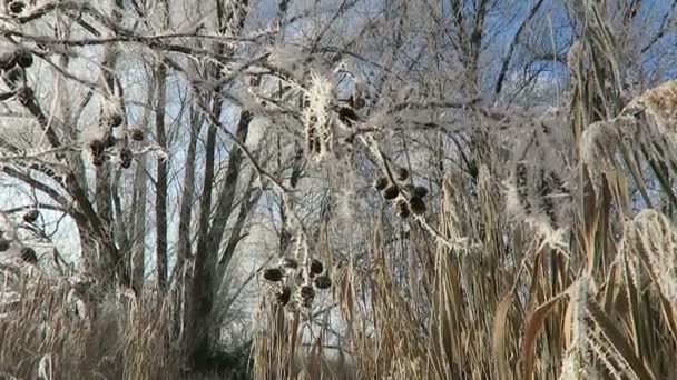 Ayrıntı in Rime'ı buz kristalleri alder ağacı meyve — Stok video