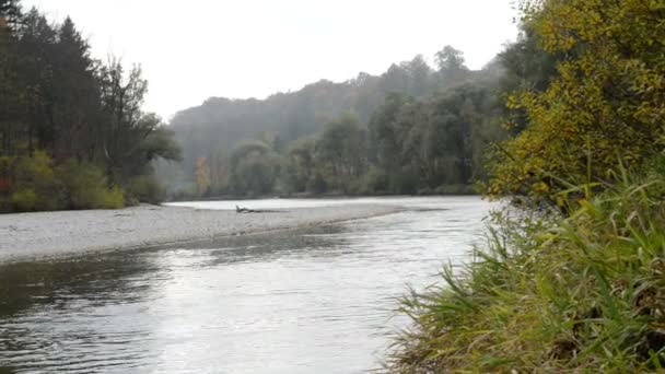 Herfst landschap van de Isar rivier naast Pullach in Beieren. In de omgeving van München. (Duitsland) — Stockvideo