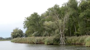 Söğüt ağacı ve çayırlar, Havel Nehri yatay olarak geçiyor. Havelland (Brandenburg, Almanya)