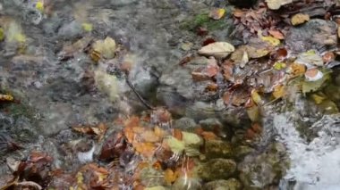 Bavyera (Almanya) Maisinger Schlucht (Kanyon) üzerinden akan küçük nehir. Kayın ormanı çevresinde.