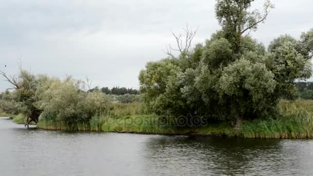 Passing by Havel river landscape with willow tree and meadows. Havelland (Brandenburg, Germany) — Stock Video