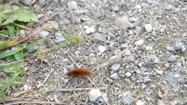 Raupe der Rubintiger (phragmatobia fuliginosa), die im Herbst einen Weg kreuzt — Stockvideo