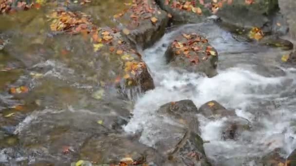 Riviertje stroomt via de Maisinger Schlucht (canyon) in Beieren (Duitsland). Beukenbos rond. — Stockvideo
