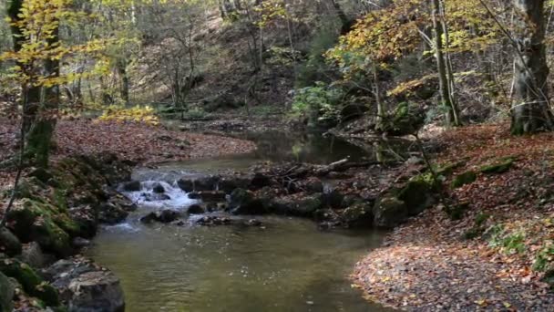 Wanderweg durch die Maisinger Schlucht in Bayern. kleiner Fluss fließt. Buchenwald rundherum. — Stockvideo