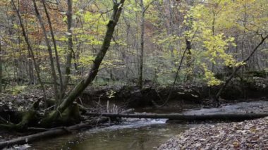 Bavyera (Almanya) Maisinger Schlucht (Kanyon) üzerinden yol hiking. küçük nehir akıyor. Kayın ormanı çevresinde.