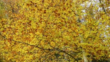 Maisinger Schlucht (Kanyon) Bavyera (Almanya). Kayın ormanı çevresinde.