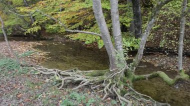 Bavyera (Almanya) Maisinger Schlucht (Kanyon) üzerinden yol hiking. küçük nehir akıyor. Kayın ormanı çevresinde.