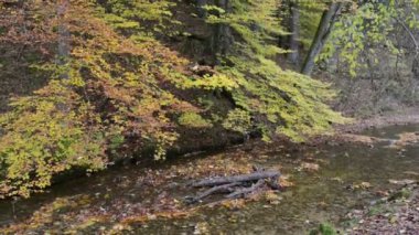 Bavyera (Almanya) Maisinger Schlucht (Kanyon) üzerinden akan küçük nehir. Kayın ormanı çevresinde.