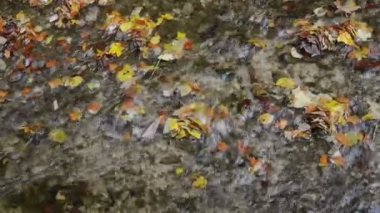 Bavyera (Almanya) Maisinger Schlucht (Kanyon) üzerinden akan küçük nehir. Kayın ormanı çevresinde.