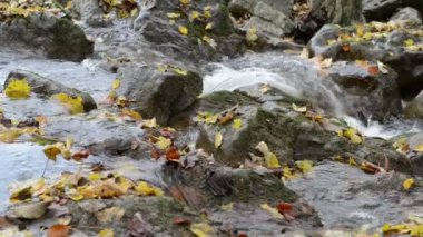 Bavyera (Almanya) Maisinger Schlucht (Kanyon) üzerinden akan küçük nehir. Kayın ormanı çevresinde.