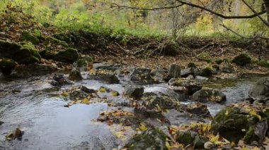 Bavyera (Almanya) Maisinger Schlucht (Kanyon) üzerinden akan küçük nehir. Kayın ormanı çevresinde.