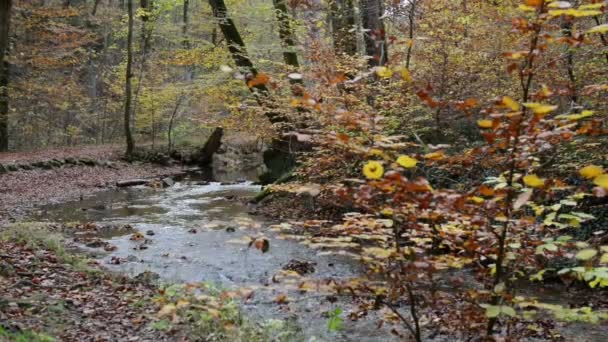 Πεζοπορική διαδρομή μέσα από Maisinger Schlucht (φαράγγι) στη Βαυαρία (Γερμανία). μικρό ποτάμι που ρέει. Δάσος οξιών γύρω από. — Αρχείο Βίντεο