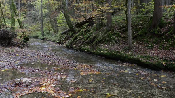 Wanderweg durch die Maisinger Schlucht in Bayern. kleiner Fluss fließt. Buchenwald rundherum. — Stockvideo