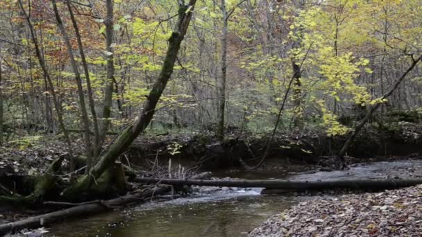 Hiking path through Maisinger Schlucht (canyon) in Bavaria (Germany). small river flowing. Beech forest around. — Stock Video