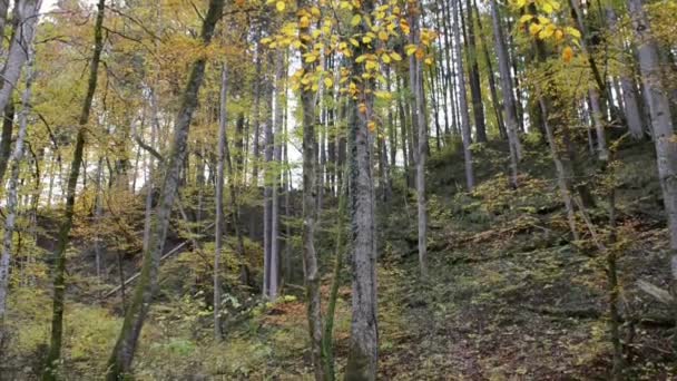 Maisinger Schlucht (Kanion) w Bawarii (Niemcy). Bukowy Las wokół. — Wideo stockowe