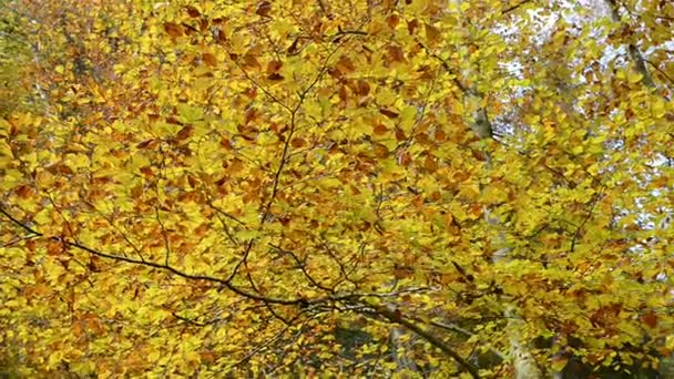 Maisinger Schlucht (canyon) in Bavaria (Germany).  Beech forest around. — Stock Video