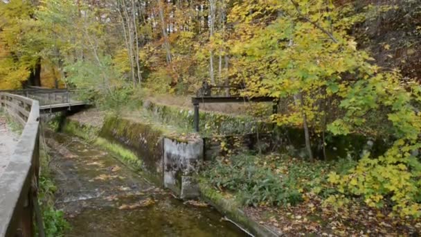 Wanderweg durch die Maisinger Schlucht in Bayern. kleiner Fluss fließt. Buchenwald rundherum. — Stockvideo