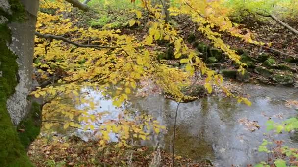 Піші прогулянки шлях через Maisinger Schlucht (Каньйон) в Баварія (Німеччина). невеликої річки, що протікає. Бук Лісовий навколо. — стокове відео