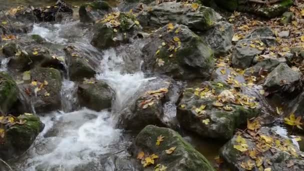 Sungai kecil mengalir melalui Maisinger Schlucht (ngarai) di Bayern (Jerman). Hutan Beech di sekitar . — Stok Video