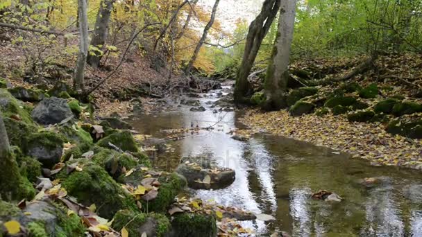 Bavyera (Almanya) Maisinger Schlucht (Kanyon) üzerinden akan küçük nehir. Kayın ormanı çevresinde. — Stok video