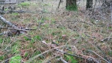 Buckow, Brandenburg / Almanya 10 Kasım 2016: Çam ormanlarında körfez mantarları toplayan kadın. Mantarları kes ve temizle..