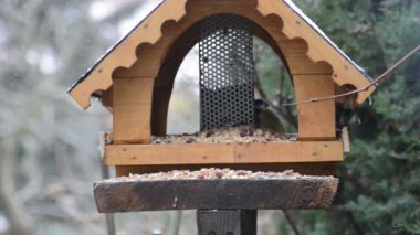Avrasya Mavi baştankara (Cyanistes caeruleus) ve kışın kuş Besleyici üzerinde büyük baştankara (Parus major). kuş beslemek ev