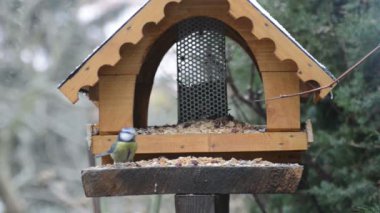 Avrasya Mavi baştankara (Cyanistes caeruleus) ve kışın kuş Besleyici üzerinde büyük baştankara (Parus major). kuş beslemek ev