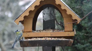 Avrasya Mavi baştankara (Cyanistes caeruleus) ve kışın kuş Besleyici üzerinde büyük baştankara (Parus major). kuş beslemek ev