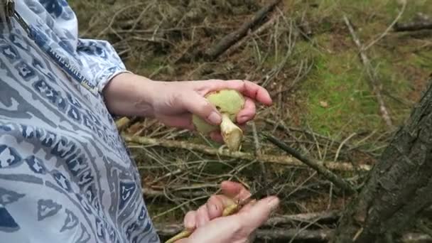 Buckow, Brandeburgo / ALEMANIA 10 de noviembre de 2016: Mujer recolectando hongos bolete de laurel en un bosque de pinos. cortar y limpiar los hongos . — Vídeos de Stock