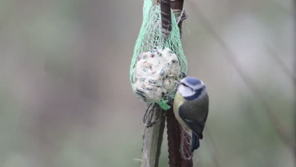 Tetta blu eurasiatica (Cyanistes caeruleus) su mangiatoia per uccelli in inverno — Video Stock