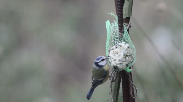 Eurasian blue tit (Cyanistes caeruleus) on bird feeder in winter — Stock Video